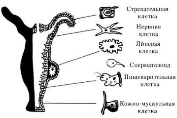 Kraken сайт зеркала